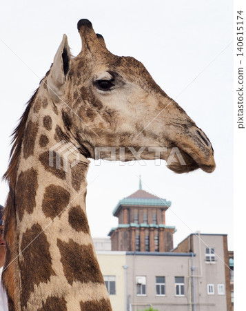 Giraffe in Yokohama Minato Mirai Giraffe in Yokohama Minato Mirai 140615174