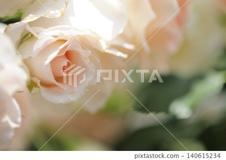 玫瑰特寫鏡頭 玫瑰特寫鏡頭 140615234