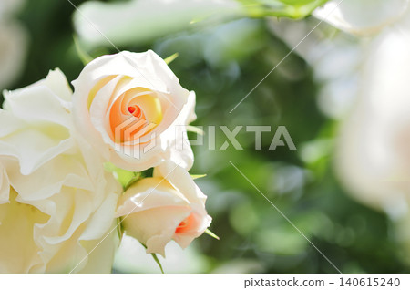 Close-up of roses 140615240