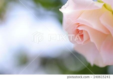 Close-up of roses 140615241