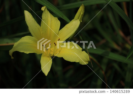 A flower that symbolizes chastity A flower that symbolizes chastity 140615289