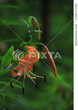 A flower that symbolizes chastity A flower that symbolizes chastity 140615290
