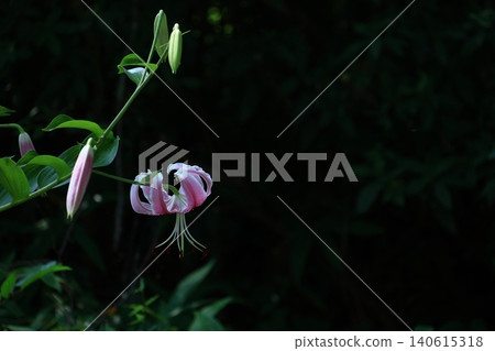 A flower that symbolizes chastity A flower that symbolizes chastity 140615318