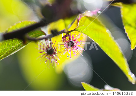 Paper mulberry fruit covered in raindrops Paper mulberry fruit covered in raindrops 140615358