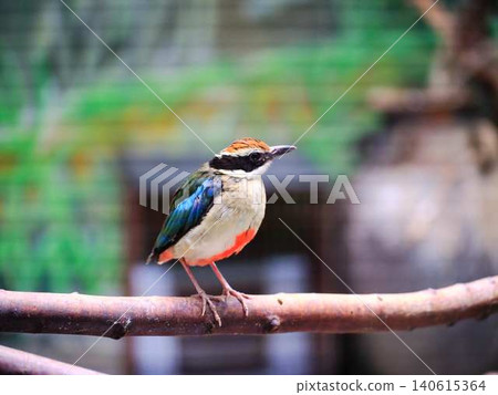 The mythical bird, the Fairy Fairy The mythical bird, the Fairy Fairy 140615364