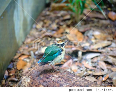 The mythical bird, the Fairy Fairy The mythical bird, the Fairy Fairy 140615369