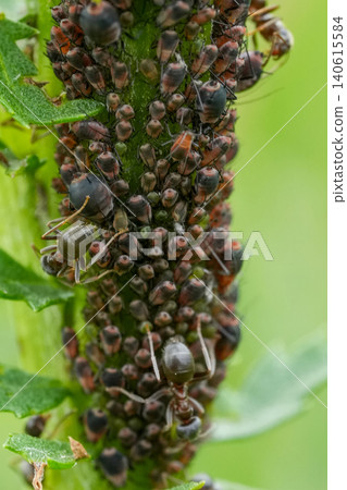 A close-up view of numerous small aphids on a green plant stem guarded by ants with a soft, blurred background outdoors A close-up view of numerous small aphids on a green plant stem guarded by ants with a soft, blurred background outdoors 140615584