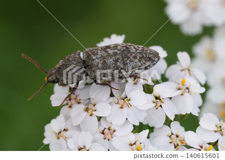 Closeup on an adult imago mottled dingy-brown click beetle, Agrypnus murina on a yarrow flower Closeup on an adult imago mottled dingy-brown click beetle, Agrypnus murina on a yarrow flower 140615601