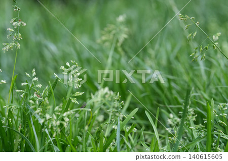 Vibrant green grass with delicate seed heads in a soft focus background, perfect for a natural aesthetic Vibrant green grass with delicate seed heads in a soft focus background, perfect for a natural aesthetic 140615605