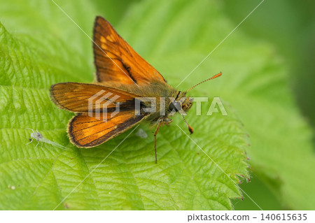 Closeup on a cute nice orange Large skipper butterfly, Ochlodes sylvanus resting in a green leaf Closeup on a cute nice orange Large skipper butterfly, Ochlodes sylvanus resting in a green leaf 140615635