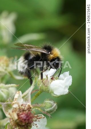 Closeup on a Forest or, four-coloured cuckoo bumblebee, Bombus sylvestris feeding on white rubus flower Closeup on a Forest or, four-coloured cuckoo bumblebee, Bombus sylvestris feeding on white rubus flower 140615641