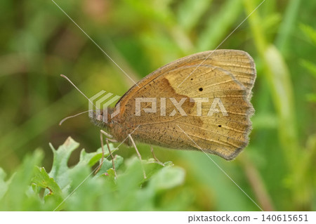 Closeup on a Meadow brown butterfly, Maniola jurtina hiding in the green vegetation Closeup on a Meadow brown butterfly, Maniola jurtina hiding in the green vegetation 140615651