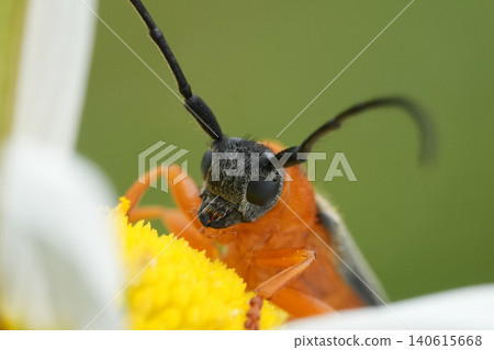 Closeup on a vibrant orange colored Twin spot longhorn beetle, Oberea oculata on a white daisy flower Closeup on a vibrant orange colored Twin spot longhorn beetle, Oberea oculata on a white daisy flower 140615668