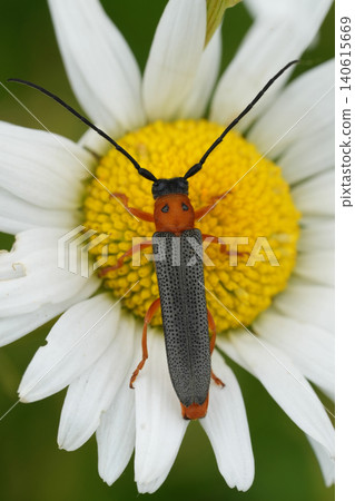 Dorsal closeup on a vibrant orange colored Twin spot longhorn beetle, Oberea oculata on a white daisy flower 140615669