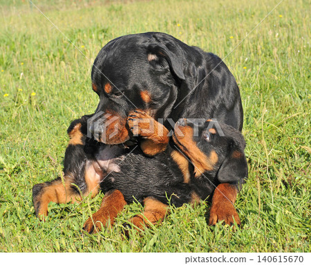 rottweiler and puppy in nature rottweiler and puppy in nature 140615670