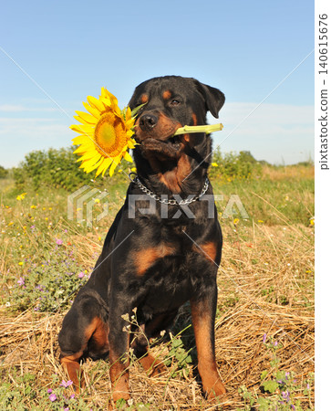 rottweiler in nature rottweiler in nature 140615676
