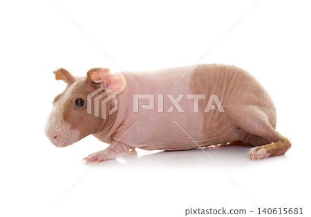 skinny guinea pig skinny guinea pig 140615681