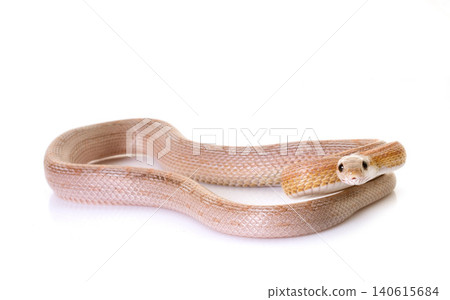 corn snake in studio corn snake in studio 140615684