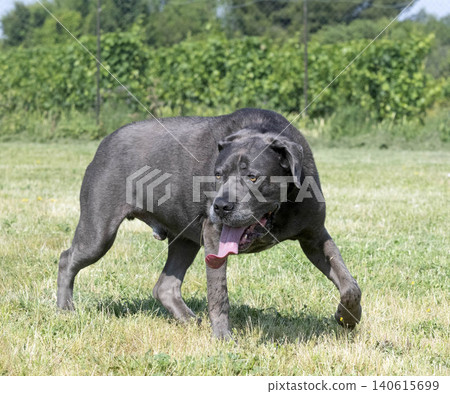 obedience training with a cane corso obedience training with a cane corso 140615699
