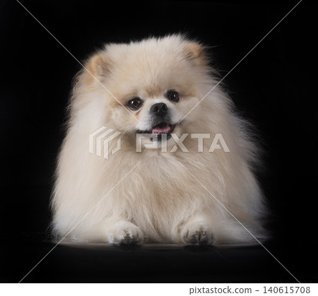 young pomeranian in studio 140615708
