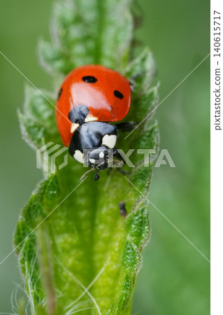Red and Black Seven spotted ladybug, Insect Perch on Vibrant Green Leaf with Soft Background, Macro Focus on Nature's Small Life Red and Black Seven spotted ladybug, Insect Perch on Vibrant Green Leaf with Soft Background, Macro Focus on Nature's Small Life 140615717