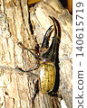 Hercules beetle (photographed in August 2011) 140615719