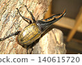 Hercules beetle (photographed in August 2011) 140615720
