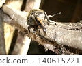Hercules beetle (photographed in August 2011) 140615721