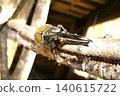 Hercules beetle (photographed in August 2011) 140615722