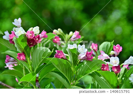 盛開的錦帶花 盛開的錦帶花 140615791