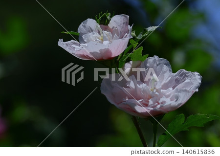 Decorating the summer tea room 140615836