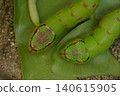caterpillar worm on tree 140615905