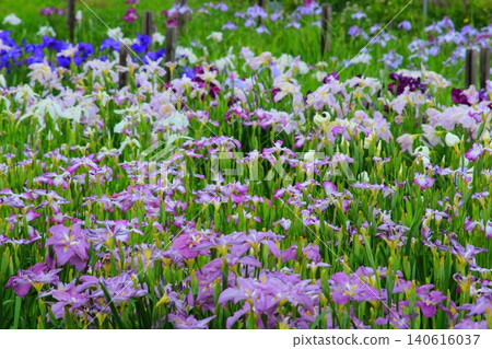 The irises blooming in the Sawara Iris Garden in early summer are vibrant. The irises blooming in the Sawara Iris Garden in early summer are vibrant. 140616037