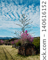 Trees reaching into the sky of mackerel clouds 140616152
