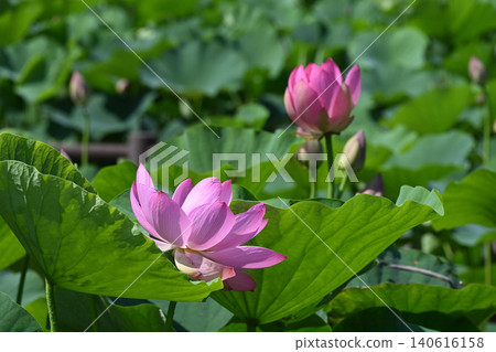 蓮花和花苞在柔和的陽光下綻放。 蓮花和花苞在柔和的陽光下綻放。 140616158