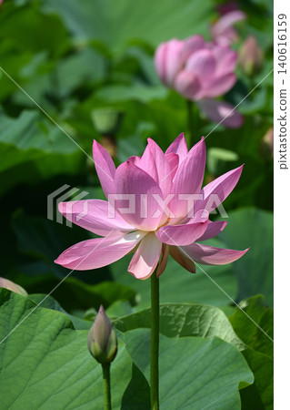 以蓮花和花苞為主題的柔和背景。 140616159
