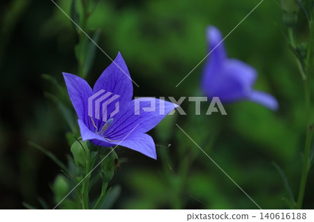 Flowers that bring good luck in your career Flowers that bring good luck in your career 140616188