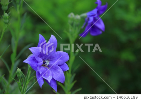 Flowers that bring good luck in your career Flowers that bring good luck in your career 140616189
