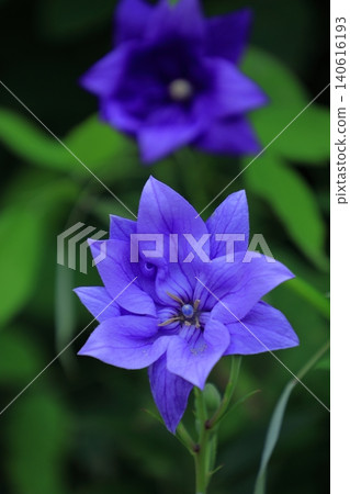 Flowers that bring good luck in your career Flowers that bring good luck in your career 140616193