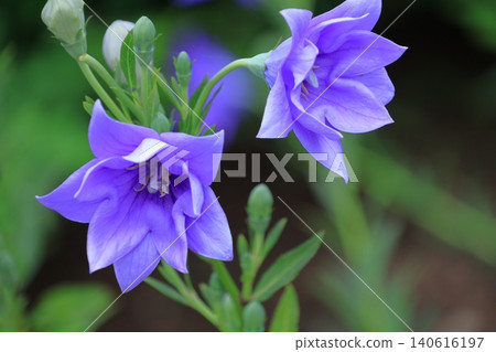 能為你的事業帶來好運的花朵 能為你的事業帶來好運的花朵 140616197