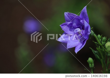 Flowers that bring good luck in your career Flowers that bring good luck in your career 140616198