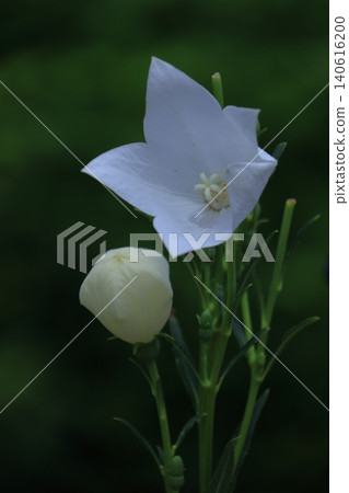 能為你的事業帶來好運的花朵 能為你的事業帶來好運的花朵 140616200