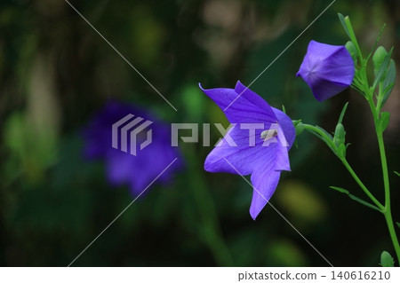 能為你的事業帶來好運的花朵 能為你的事業帶來好運的花朵 140616210