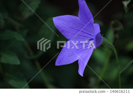 Flowers that bring good luck in your career Flowers that bring good luck in your career 140616211