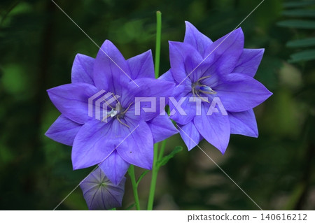 Flowers that bring good luck in your career Flowers that bring good luck in your career 140616212