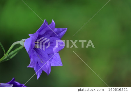 能為你的事業帶來好運的花朵 能為你的事業帶來好運的花朵 140616221