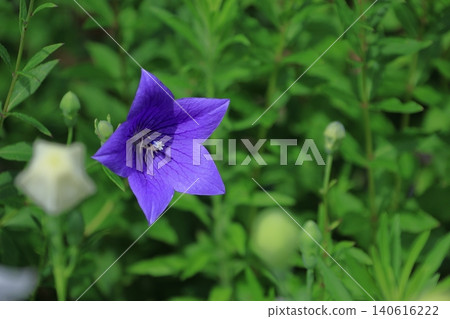 能為你的事業帶來好運的花朵 能為你的事業帶來好運的花朵 140616222
