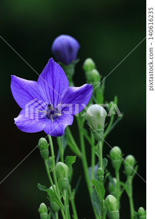 Flowers that bring good luck in your career Flowers that bring good luck in your career 140616235