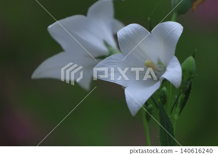 能為你的事業帶來好運的花朵 140616240