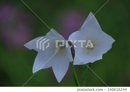 Flowers that bring good luck in your career Flowers that bring good luck in your career 140616244